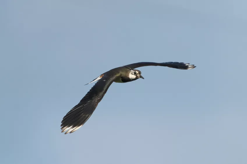 En flygande fågel mot en blå himmel. Foto.